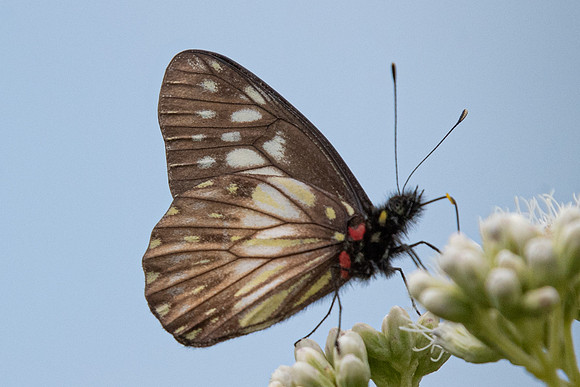 Catasticta prioneris-5662 - Salento - 6/05/19