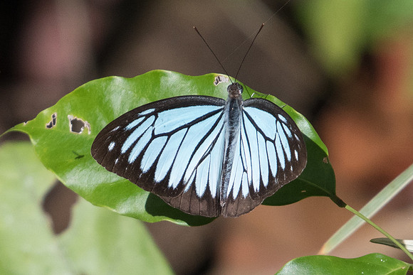 Pareronia hippia-0107 - Chiang Dao - 16/11/23