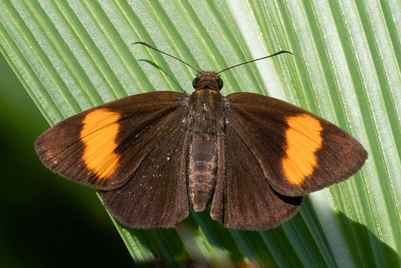 Koruthaialos rubecula-9185