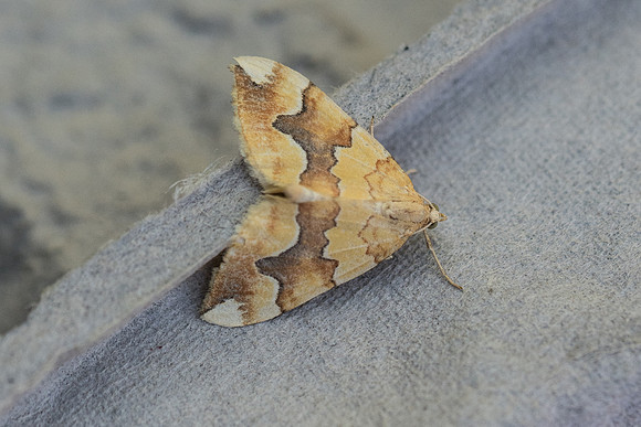 Cidaria fulvata-2255 - Briançon - 2/07/21