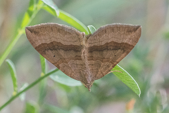Scotopteryx chenopodiata-5727