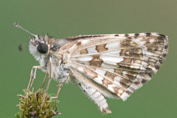 Pyrgus adepta-1663