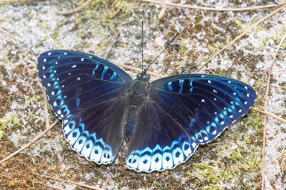 Stibochiona nicea-5881 - Doi Suthep 1577m - 27/03/25