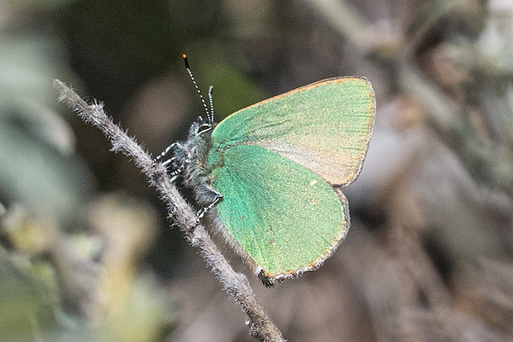 Callophrys rubi-7296