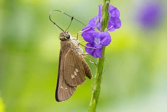 Calpodes ethlius-8275