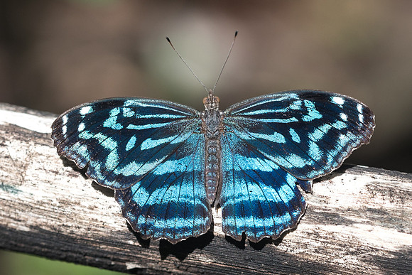 Myscelia ethusa-6403