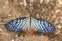 Hestinalis nama-2565 - Chiang dao - 19/03/25