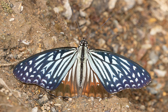 Hestinalis nama-2565 - Chiang dao - 19/03/25