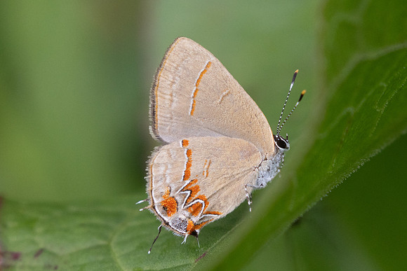 Calycopis origo-5411 - Jardin - 14/06/24