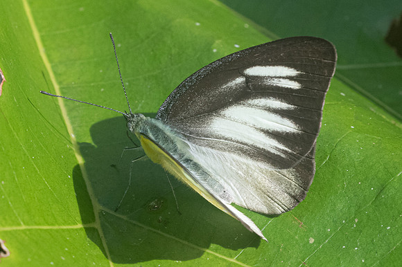 Appias lyncida ♀-1410 - Chiang Dao - 14/11/23