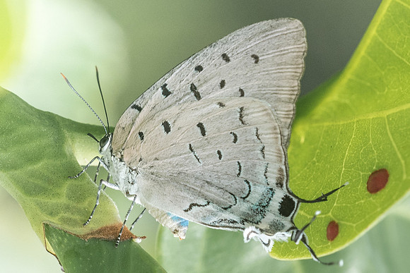 Pseudolycaena marsyas-6517- Xenote selva maya - 8/06/18