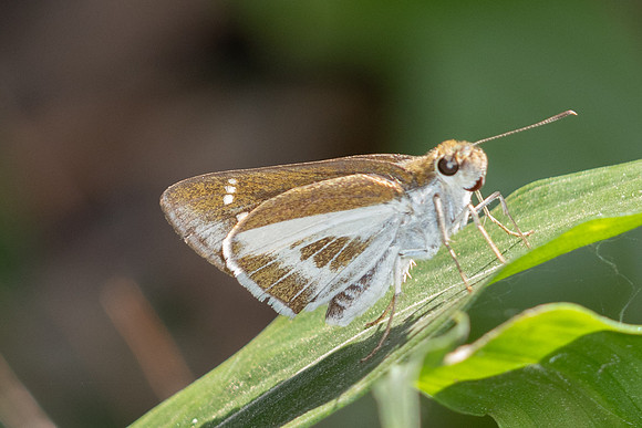 Iton watsonii-5714 - Doi Suthep - 27/03/25