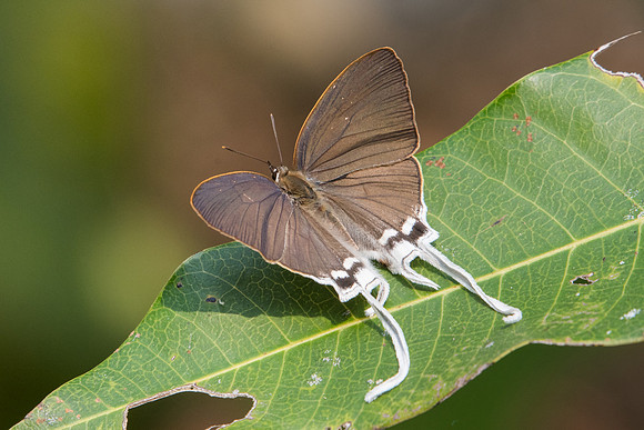 Cheritra freja-0147 - Doi Suthep - 7/03/23