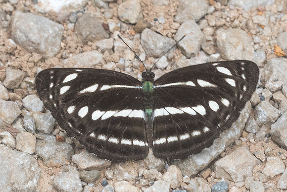 Neptis nata adipala-1733 - Chiang Dao - 16/11/23