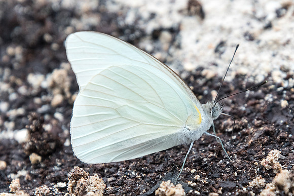 Glutophrissa drusilla-2521