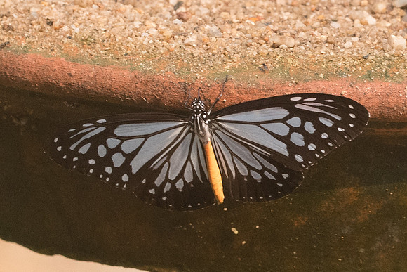 Parantica melaneus-8515 - Chiang Dao  - 11/03/23