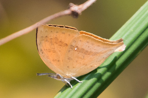 Loxura atymnus continentalis -5798 - Doi-Suthep - 9/03/23