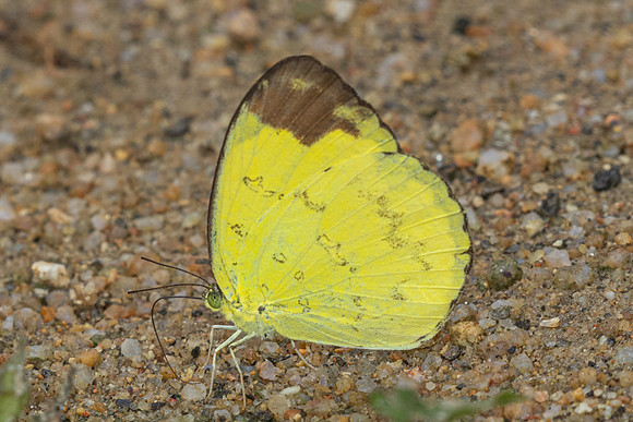 Eurema simulatrix-0195
