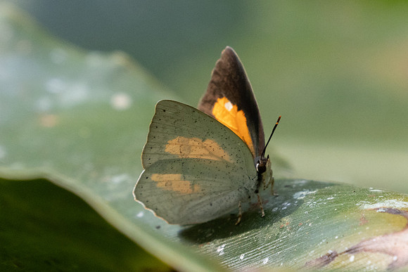 Curetis bulis-2750