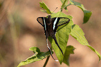 Lamproptera meges-1715- Chiang Dao - 18/03/25
