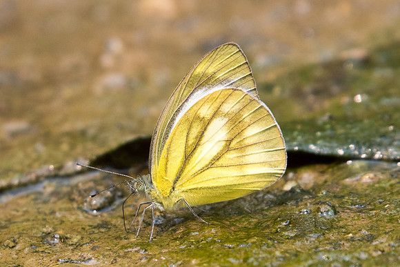 Cepora nadina-2120 - Chiang Dao - 11/03/23