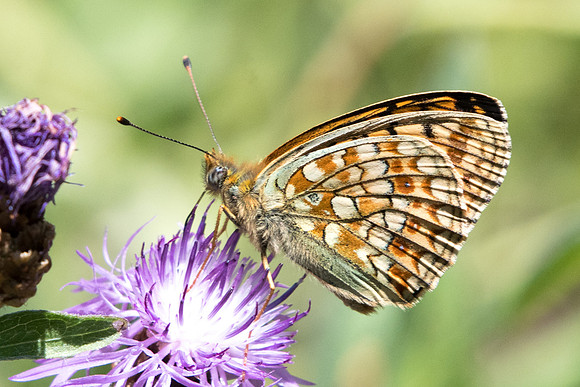 Argynnis niobe - 8259 - Termignon - 16/07/22