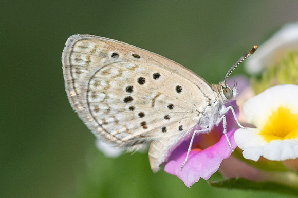 Zizeeria karsandra-1445 - Antalya, Pergé, - 18/09/24