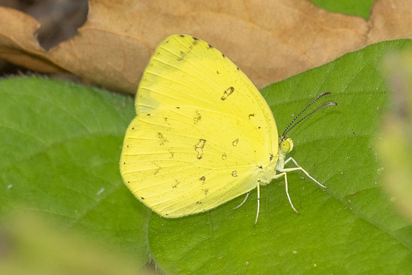 Eurema -1963 - Chiang Dao - 19/03/25