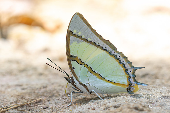 Polyura dolon-4888