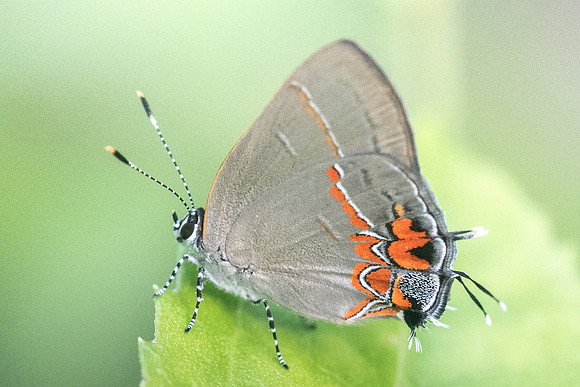 Calycopis quintana-4185
