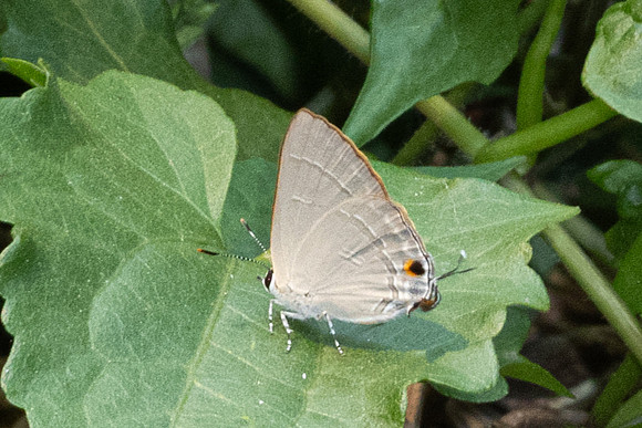 Rapala iarbus-6627 - Chiang Mai - 29/03/25