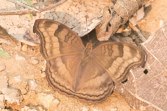 Junonia iphita iphita-8252 - Chiang dao - 11/03/23