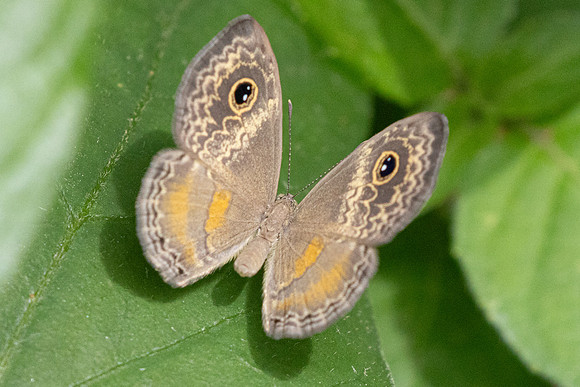 Perophthalma tullius-0023