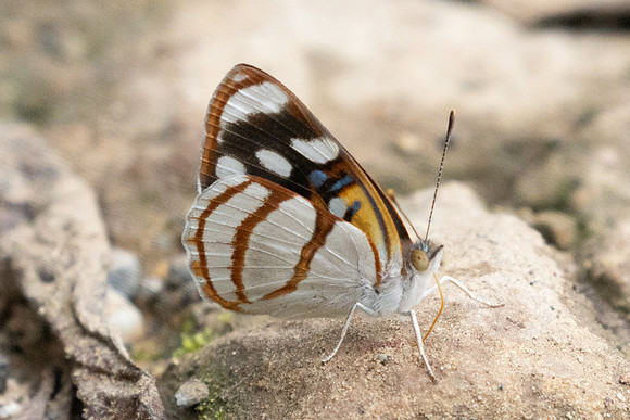 Dynamine racidula id --1876 - Barichara - 8/06/24