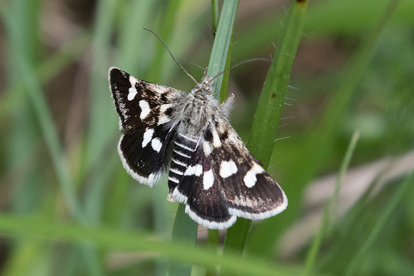 Eurrhypis pollinalis 6405 - Coursegoules