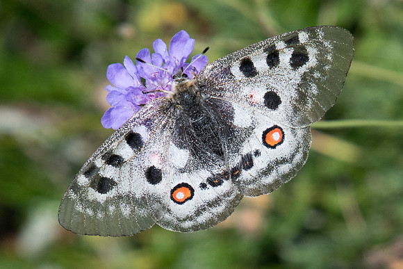 parnassius apollo-2478  - Puy St André - 19/07/22