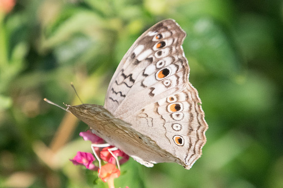 Junonia atlites-9455 - Bangkok - 22/03/23