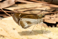 Iton watsonii-2875- Doi Suthep - 21/03/25