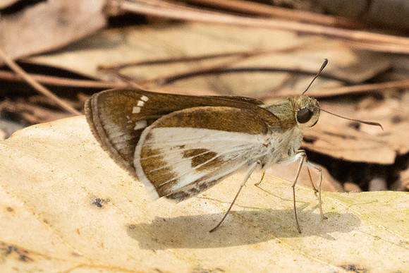 Iton watsonii-2875- Doi Suthep - 21/03/25