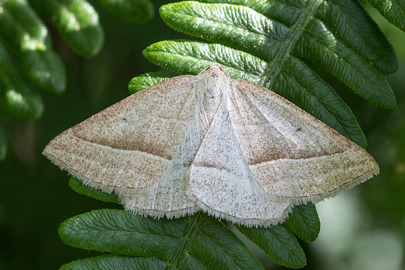 Petrophora chlorosata - Arbonne la forêt