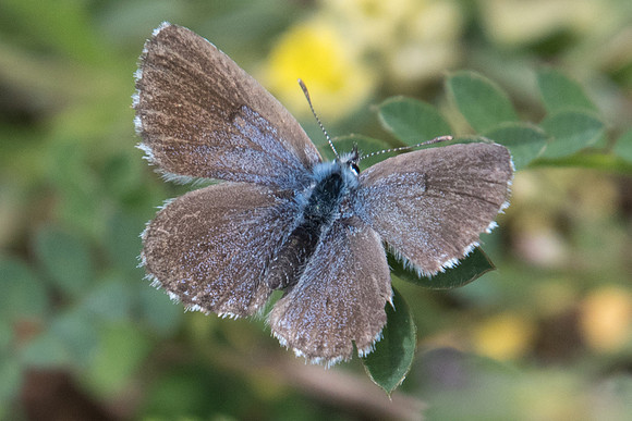 Pseudophilotes vicrama-9593