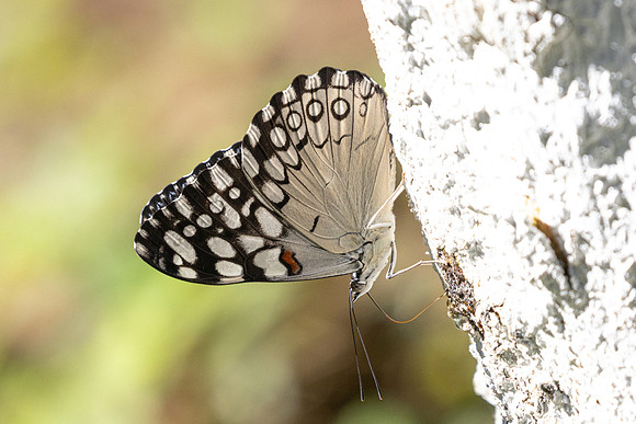 Hamadryas feronia-4329