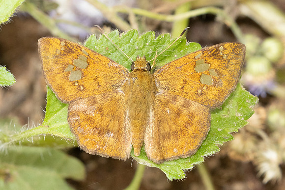 Pseudocoladenia dan-2552