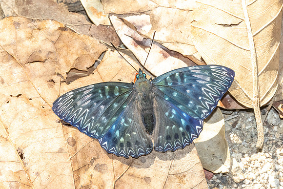 Dichorragia nesimachus-5533