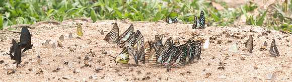 DSC_0722 Regroupement Chiang Dao