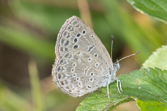 Zizeeria karsandra id--4638 - Huai Sai Lueang Waterfall (1040m) - 24/03/25