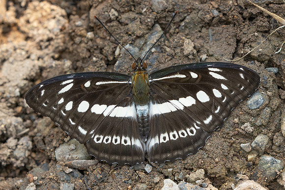 Athyma asura-1203 - Chiang Dao - 17/03/25