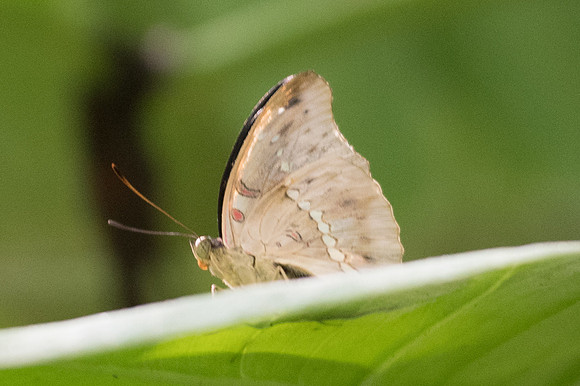 Euthalia teuta 4035 - Bangkok - 30/11/23