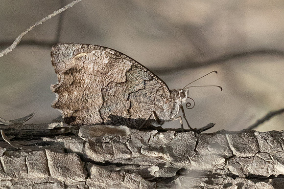 Hipparchia statilinus - 1466 Antalya, Goynuk canyon - 19/06/24