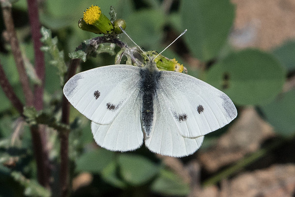 Pieris rapae-1295